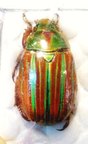 CHRYSINA (Plusiotis) adelaida