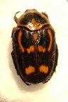 CHARADRONOTA curvata