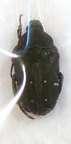 GLYCYPHANA (Glycyphaniola) nepalensis