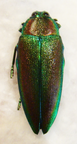 STERASPIS (Pissteras) laetitia n sp