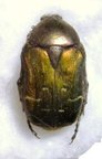 CETONIA aurata pisana ab elegans