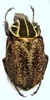 INCA clathrata sommeri F