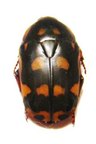 PACHNODA sinuata nicolae F