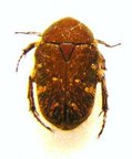 GAMETIS jucunda