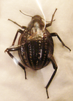 ADESMIA dilatata dilatata