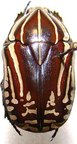 RHABDOTIS bouchardi