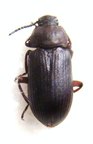 TENEBRIONIDAE sp 