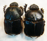 HETERONITIS castelnaudi Couple