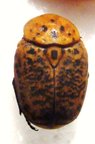 PORPHYRONOTA cinnamomea