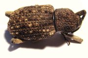 CURCULIONIDAE sp TOGO