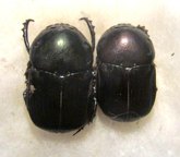 ONITIS viridulus