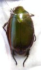 ANOMALA sp n&deg;4 SULAWESI