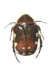 GAMETIS plagiata