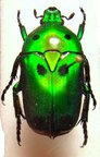 HETERORRHINA sexmaculata