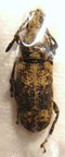 Anthribidae sp 6
