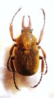 DICRANOCEPHALUS uenoi katoi,M