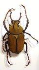 DICRANOCEPHALUS wallichi bowringi