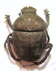 ALLOGYMNOPLEURUS aeneus