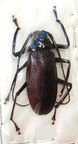 MACROTOMA palmata