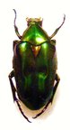 PLECTRONE endroedii