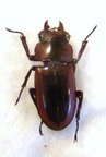 PROSOPOCOILUS specularis specularis M petit