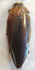 STERASPIS sp 