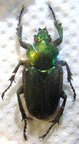 PHAEDIMUS zebuanus kachikum