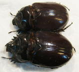 STRATEGUS aloeus C, USA