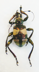 DOLIOPS edithae