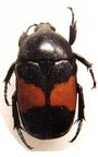 DYSPILOPHORA abbreviata