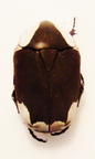 paleopragma petersi