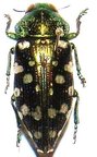 DICERCOMORPHA mutabilis