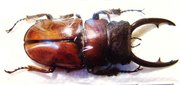 ODONTOLABIS nishiyamai,M
