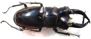 HEXARTHRIUS buqueti M