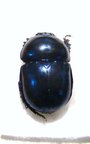 TRYPOCOPRIS vernalis automnalis