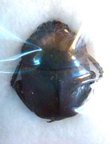 GARRETA unicolor