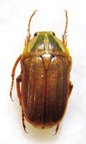 GNATHOCERA semiviridis