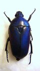 SMARAGDESTHES africana oertzeni