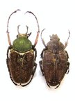 MYCTERISTES (Hemiprigenia) tibetana