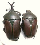 EUDICELLA nyassica