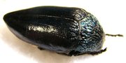 STERNOCERA orissa variabilis
