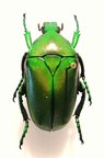 ECCOPTOCNEMIS babaulti