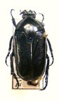 THAUMASTOPEUS floresianus 