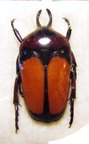 DICHEROS bicornis biplagiatus M