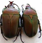 CERATORHINA preussi