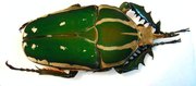 MECYNORRHINA torquata poggei