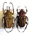 MYCTERISTES (PRIGENIA) VOLLENHOVENI