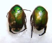 RUTELIDAE sp