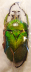 DICRONORHINA johnstoni