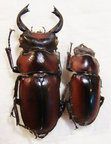 PROSOPOCOILUS faber C